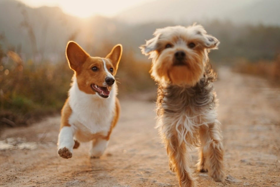 Read the latest cute and touching dog news here on TAG24.