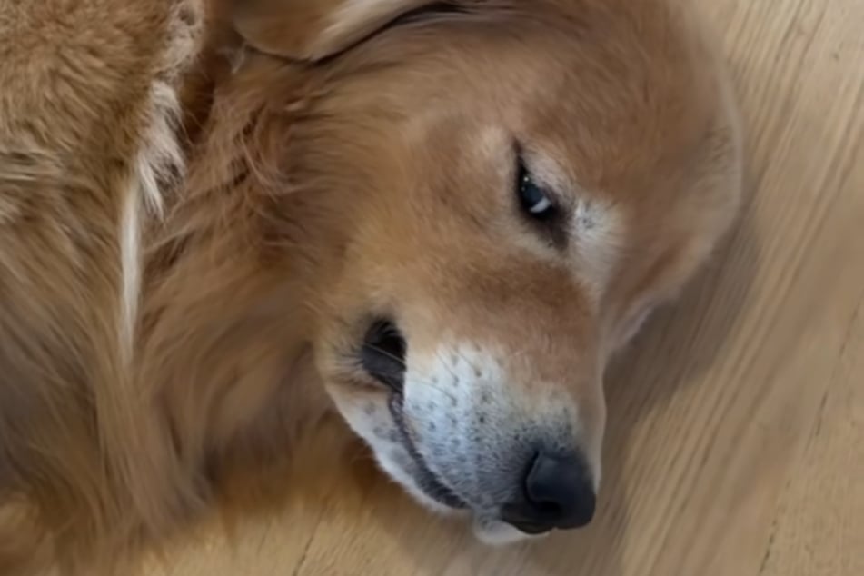 Golden Retriever dog Frankie has gone mad with power.