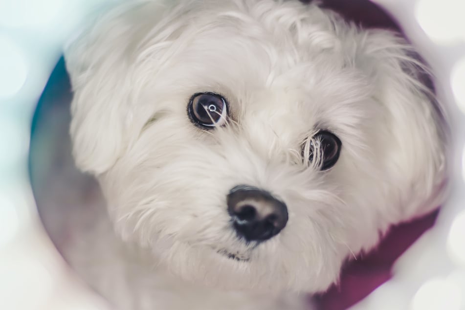 There are some remarkable dogs in the world, but few come close to the Maltese.
