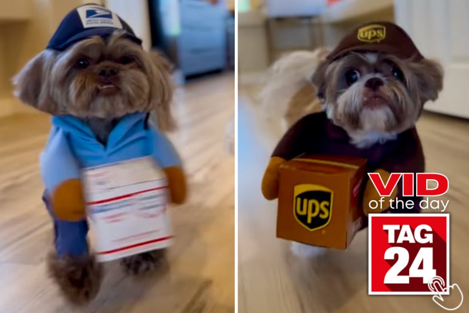 Today's Viral Video of the Day features two fluffy employees of the month delivering packages and making peoples day a lot brighter!