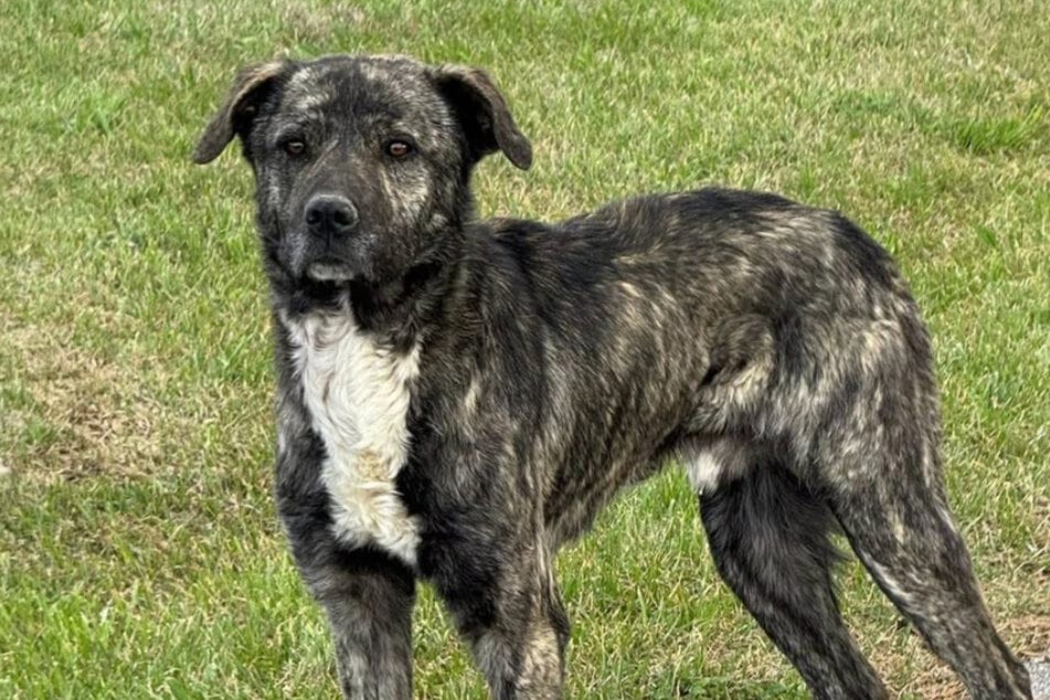 After the rescue operation, the three dogs were taken to a veterinary clinic.