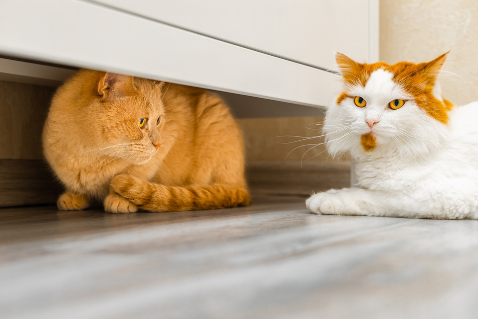 Bullying among cats can be recognized, for example, when a cat is pushed into a corner.