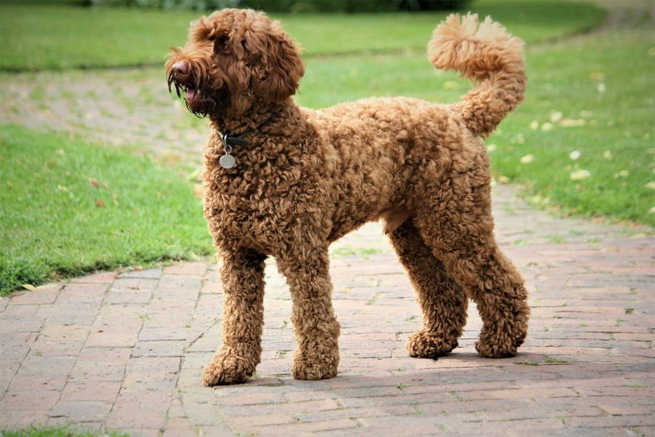 7 dog breeds with curly hair: temperaments, breed histories, grooming tips, and more!