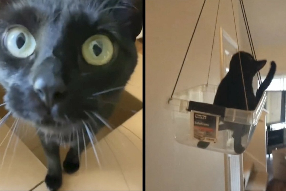 TikTok user lifts everyone's mood with hilarious invention for her cats