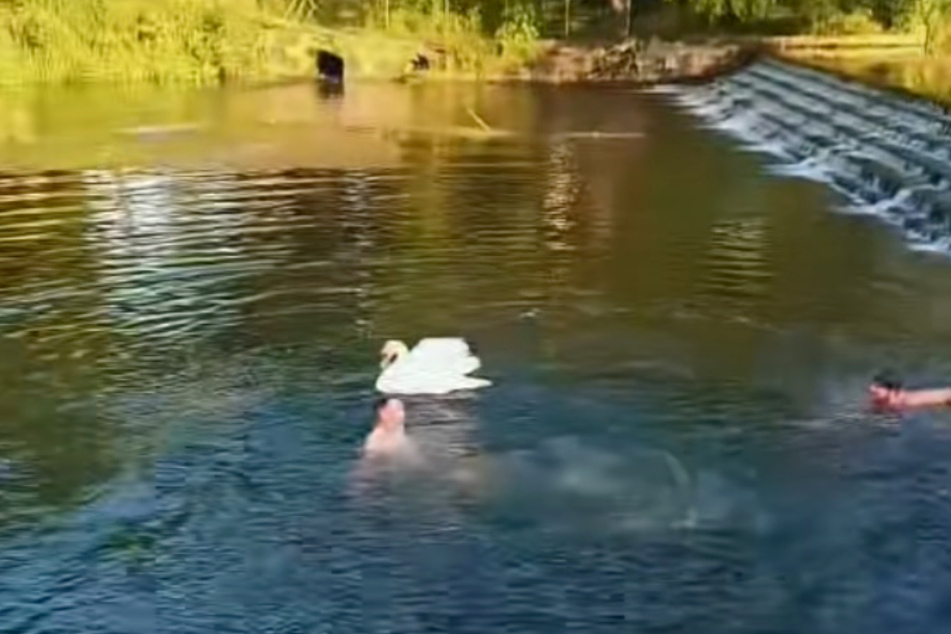 Alcohol, heat, and a welcoming river proved an unlucky combination for a mama swan – and the group of guys who decided to mess with her.