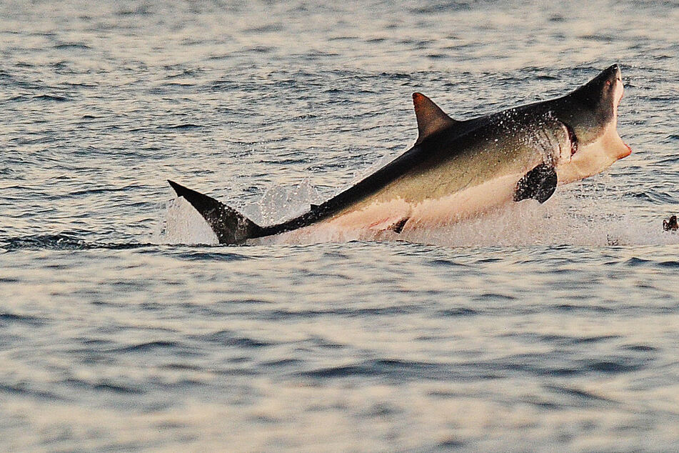 Giant shark takes a bite out of woman's surf ski in Australia