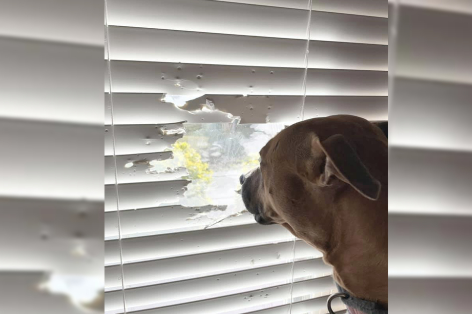 "Mom you left the blinds down and I couldn't see! Don't worry, I fixed it!"