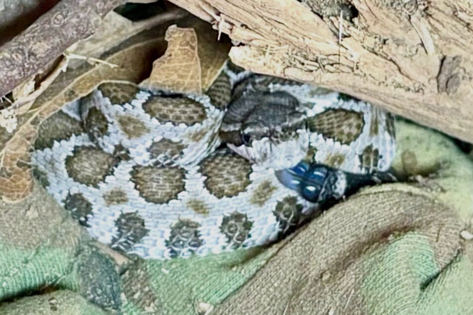 The rattlesnake was a poisonous threat to the animal shelter staff, and since it was healthy, it could be released to a safe location outside of shelter grounds.