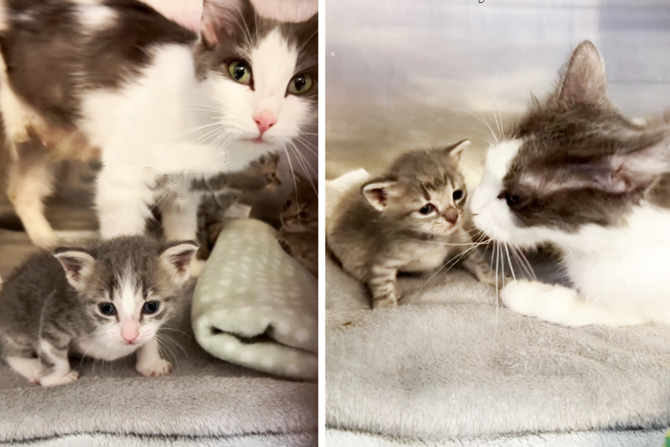 A stray mama cat and a litter of hungry kittens were a perfect fit.