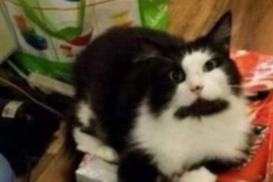 Family looking to adopt a new cat is shocked to see a familiar face after years of separation