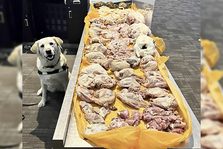 The four-legged friend Dharla was proudly photographed next to her prey.