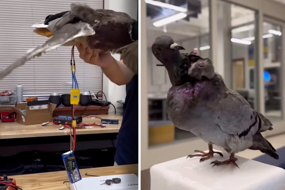 Researchers have created drones made from dead ducks and pigeons. The scientific creations are said to be almost indistinguishable from living birds!