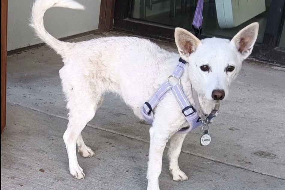 After more than a month in the wilderness of Yellowstone National Park, the female dog Luna was finally rescued.