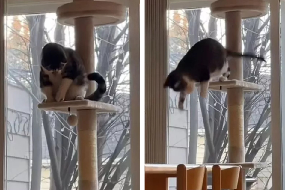 Cat plays on scratching post, then disaster strikes: "His chonkyness saved him"