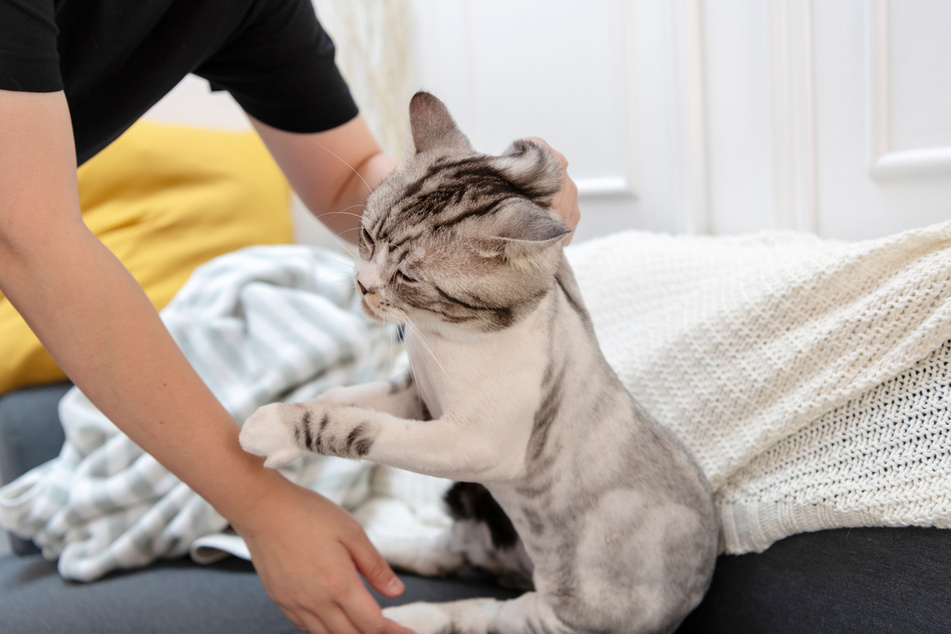 You can easily hurt your cat if you scruff it as an adult.