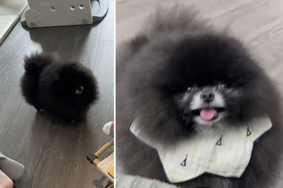 While this looks like a critter from another planet, behind the one-eyed spherical creature in the photo is a cute little animal that doesn't look quite so strange.