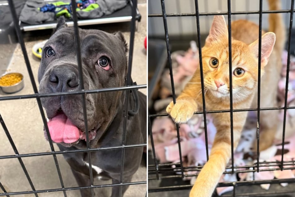 Minnesota animal organizations warn ICE occupation has left pets suffering