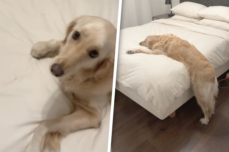 Golden retriever's needy nightly ritual goes viral: "I'm just a baby"