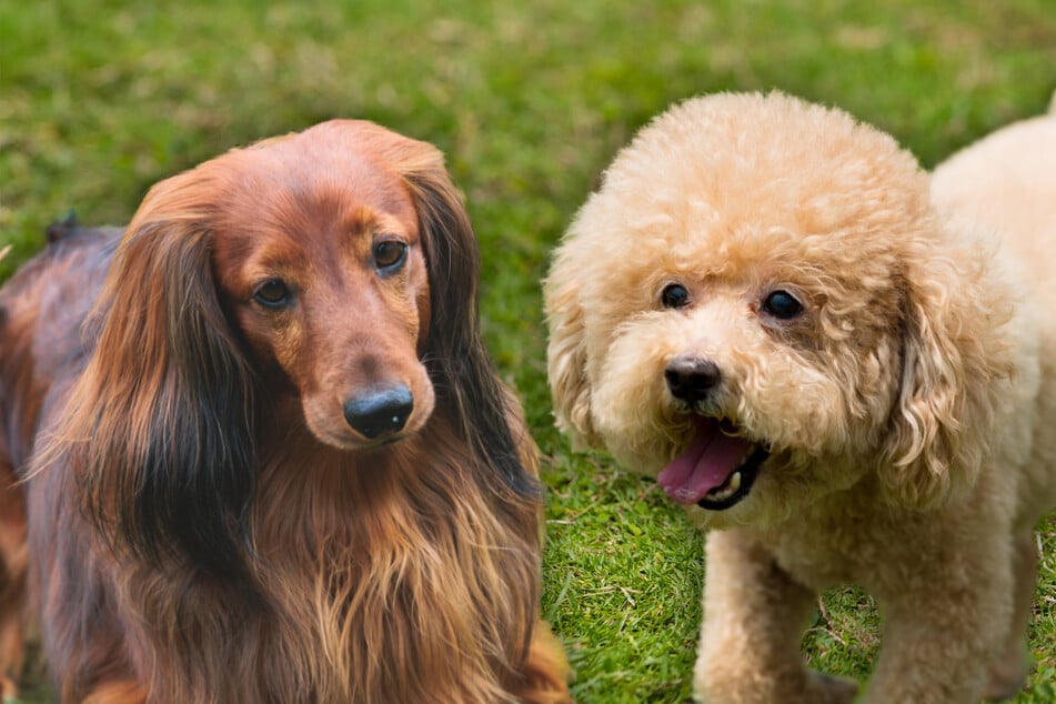 Dachshund-poodle mix profile: Is the Doxiepoo a dog lover's dream?