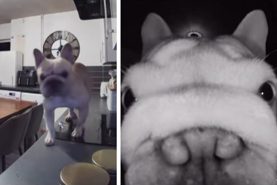 Before Tank the dog knocked over the camera, it took an amazing close-up of him.