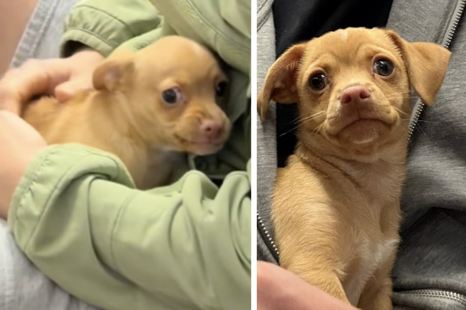 Carlito was only recently taken from the shelter by his new owner.