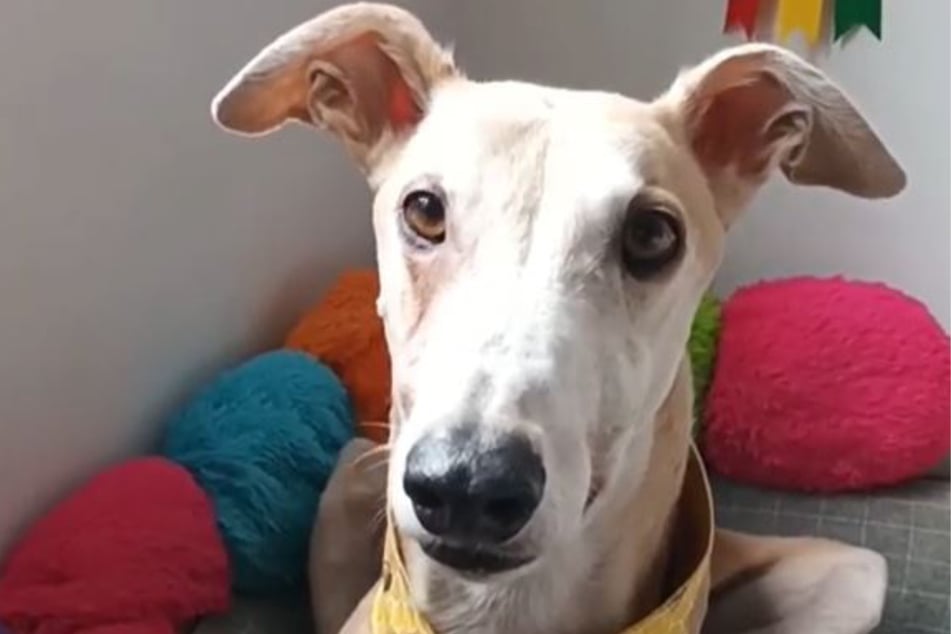 After a few weeks on antihistamines, Robert the dog was back to his normal happy and healthy self!