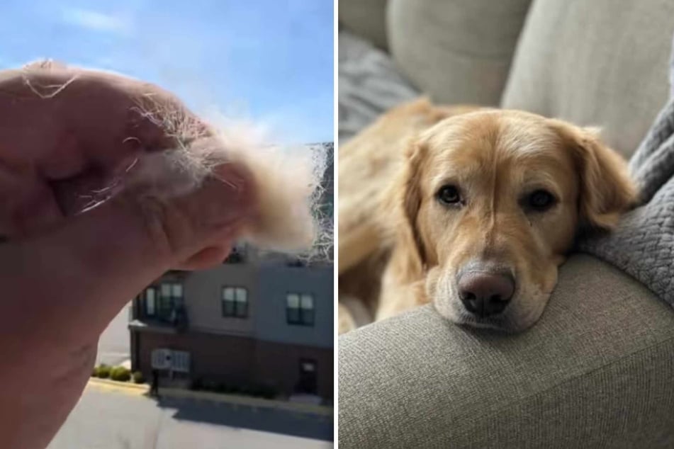 Man throws tuft of dog fur from his balcony: what happens next is magical!