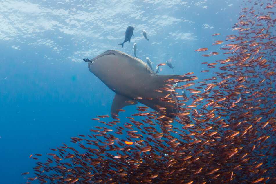 The high seas have long been ignored in discussions about environmental action, with only around 1% of international waters currently protected by conservation measures (stock image).