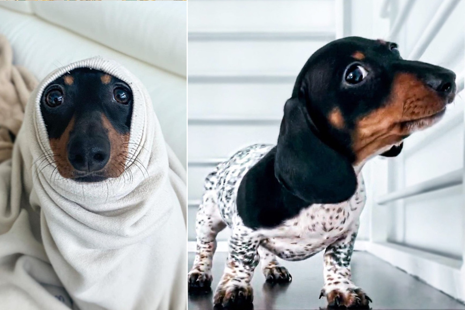 Moo came to his current owner, Victoria Hoffman (25), in April 2020 at the tender age of nine weeks.