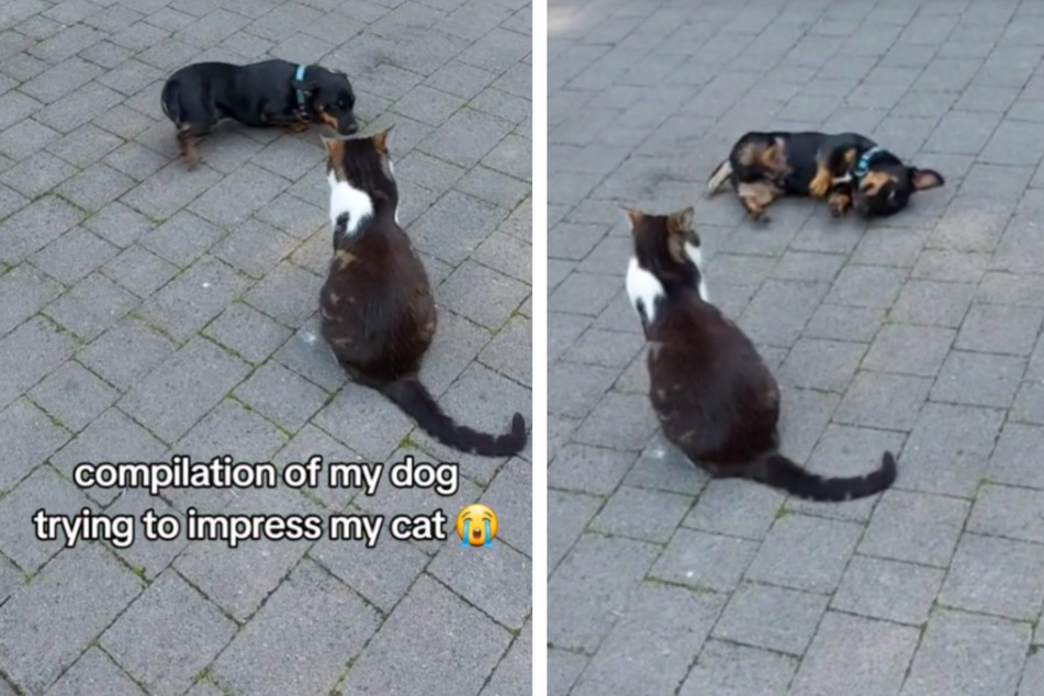 Dog does everything he can to impress his kitty sibling – to no avail!