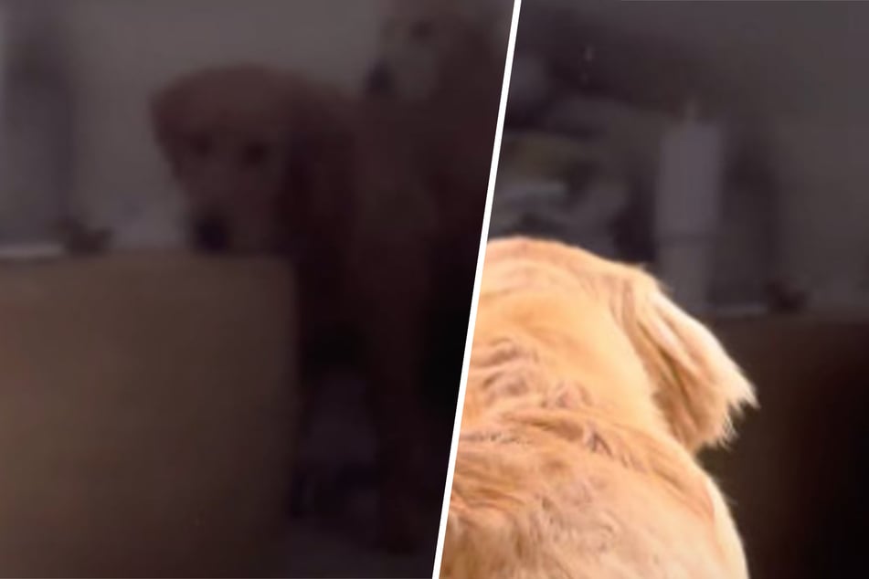 Confused dog has hysterical reaction to his own reflection in the TV