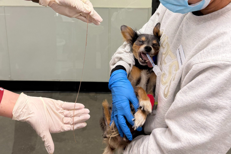 This gold chain had been stuck in the poor dog's stomach.