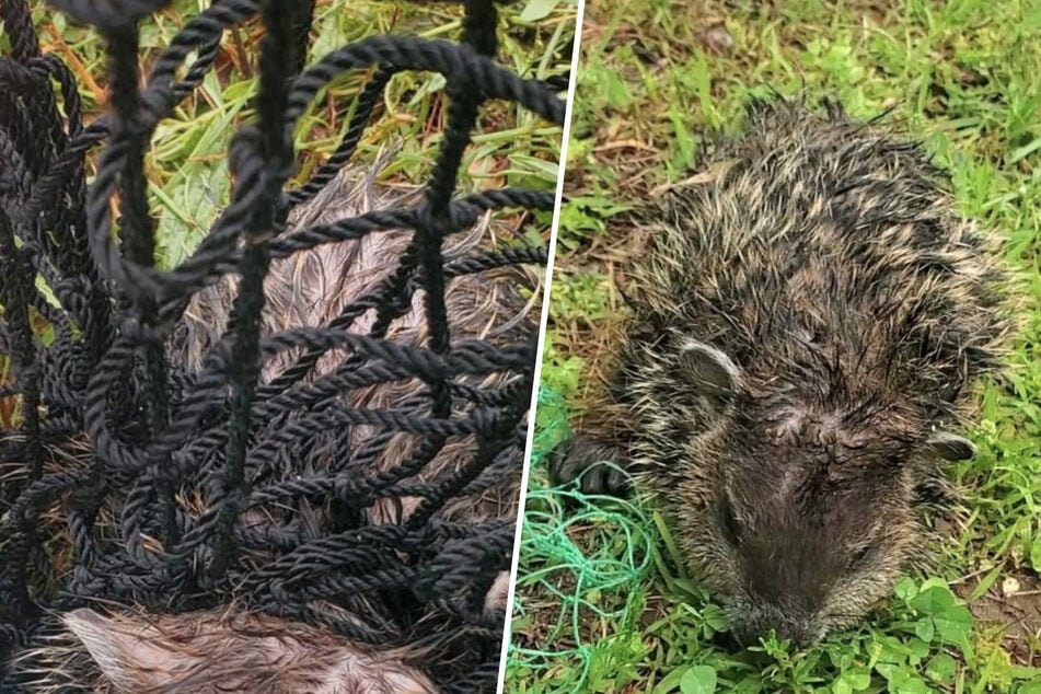 Animal rights activists freed the baby marmot from the net in time.