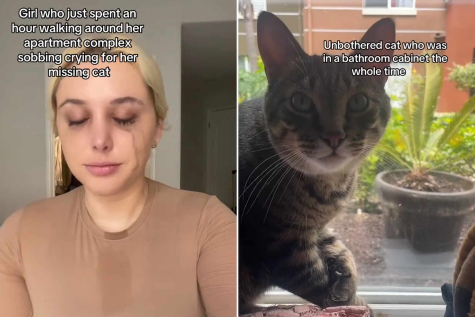 Missing cat is found in the strangest place by hysterical cat owner!