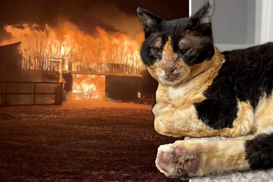 Cat vanishes amid massive farm fire – her owners' hearts stop when they find her