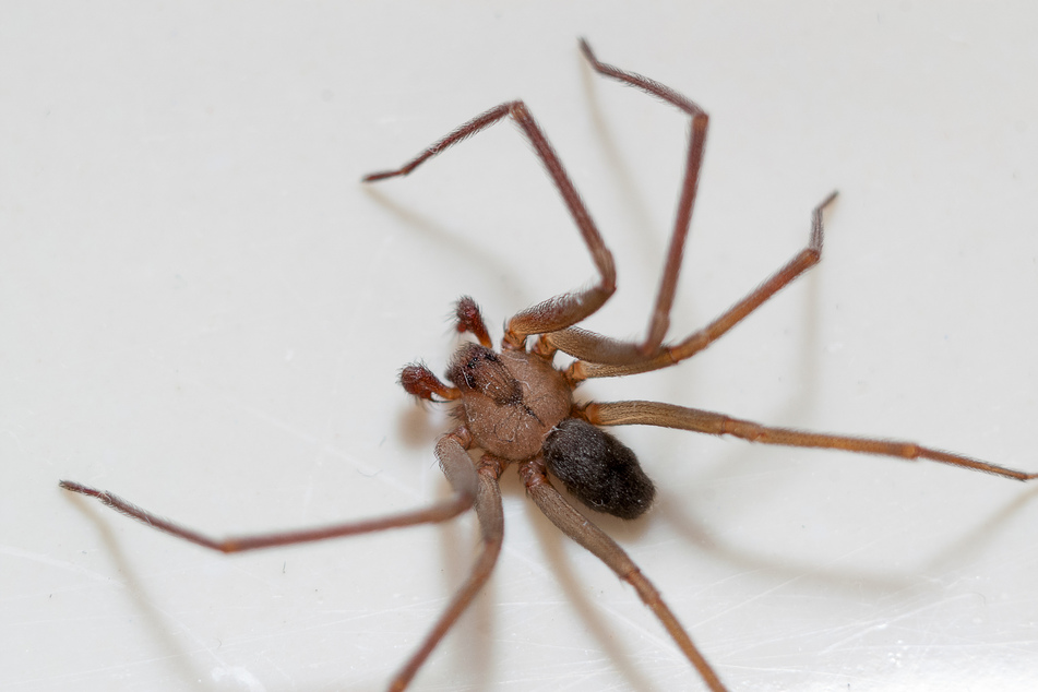 Minty fresh and spider free: woman shares home-made spider repellent recipe