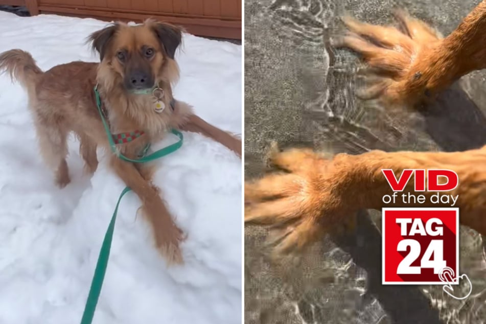 Viral Video of the Day for March 22, 2023: Dog Grinch toes!