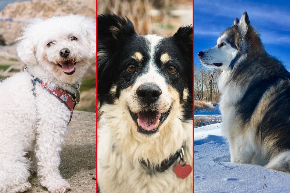 These dogs are some of the friendliest creatures in the world.