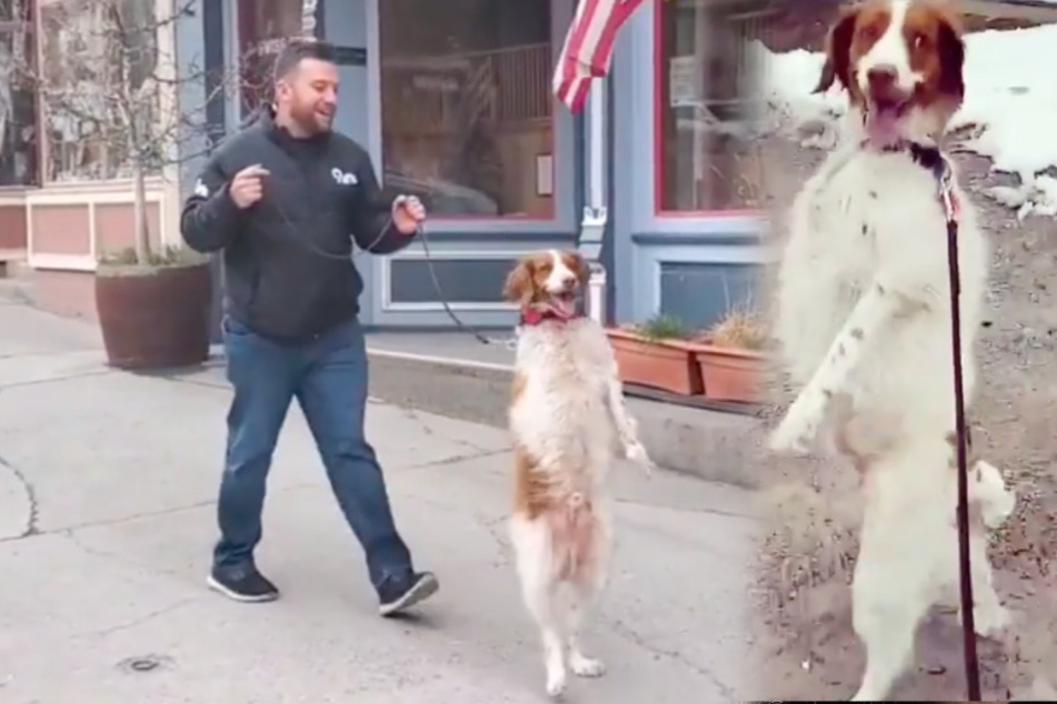 America's Next Top Dog? Amazing pooch walks his way to internet fame
