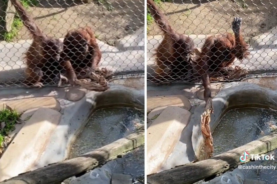 The clever ape makes a fishing rod out of paper, which it uses to push the bottle toward it.