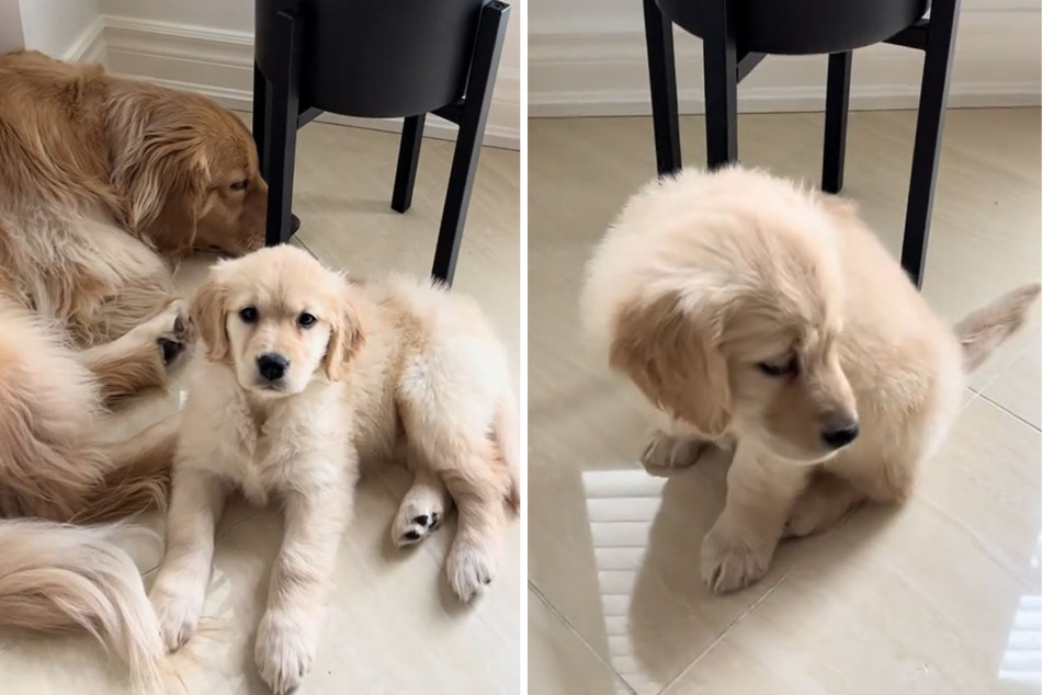 The doggy drama can be seen in a viral TikTok video in which Maple tries to make contact with her older sister Daisy.