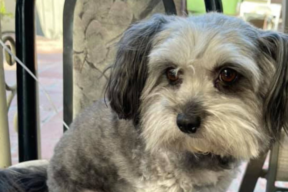 Dog goes missing for five years – then her owner gets a shocking call!