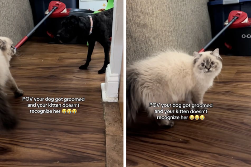 Cat has hilariously extreme reaction to dog sibling's new haircut: "She said who TF is that!"