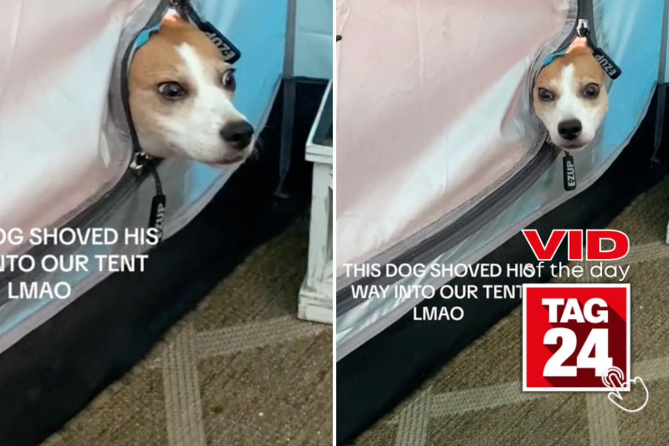 Viral Video of the Day for December 17, 2023: Mystery dog shoves head inside tent: "Who are you?"
