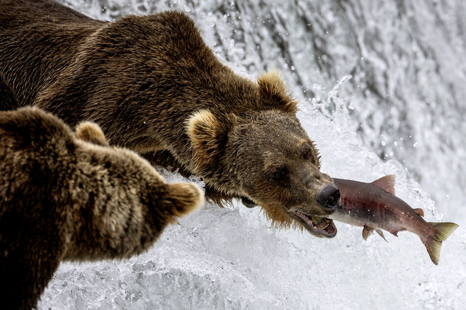 A set of regulations weakened by Donald Trump are being restored by President Joe Biden's administration in addition to further protections for endangered species and their habitats.