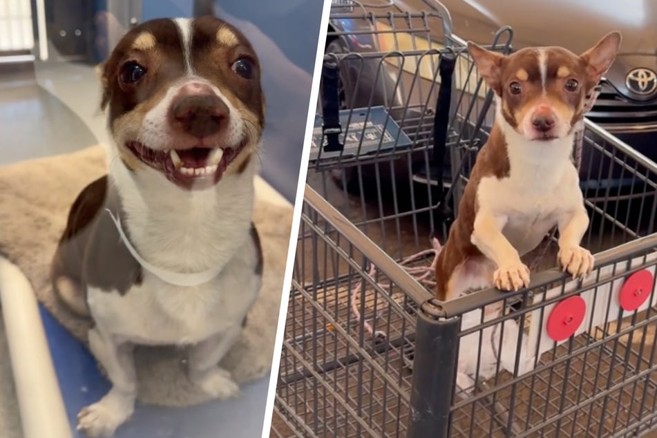 Abandoned dog found in shopping cart gets happy ending thanks to TikTok!