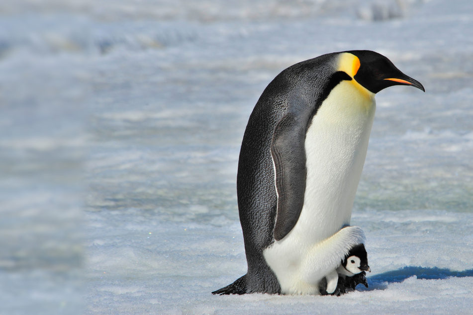 A grinning shark and a peeing penguin: vote for your favorite funny animal picture of the year!