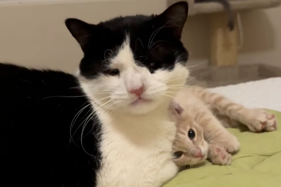 Wallace the cat and the kitten Charlie became best friends, but it took a little time.