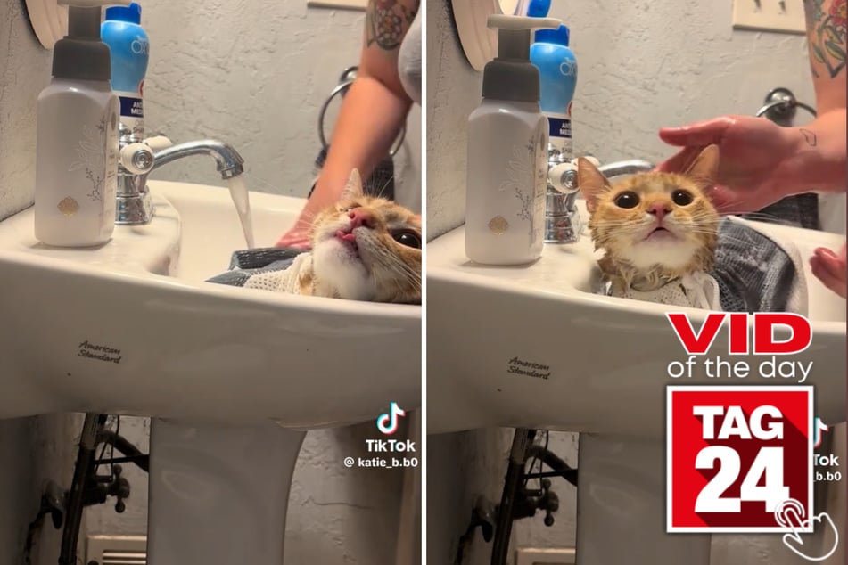 Viral Video of the Day for July 22, 2026: Cat has dramatic – and very vocal – reaction to bathtime!