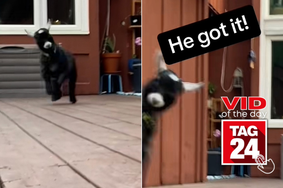 Viral Video of the Day for June 28, 2023: Lovable goat lady gives a helping hand!